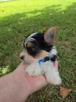 TINY ANDERS YORKIPOO, a male Yorkipoo for sale in Bowling Green, KY – 8 of 10