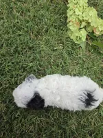 DEARLY TINY TOY GIRL, a female Poodle - Toy  for sale in Bowling Green, KY – 3 of 10
