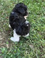 WIXBY TINY PARTI SCHNOODLE BOY, a male Schnoodle for sale in Bowling Green, KY – 6 of 10