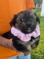 FUZZY LUVVY YORKIPOO, a female Yorkipoo for sale in Bowling Green, KY – 4 of 5