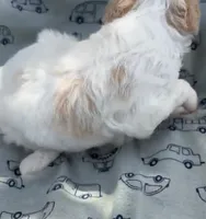 APRICOT MERLE PARTI BOY, a male Schnoodle for sale in Bowling Green, KY – 2 of 8