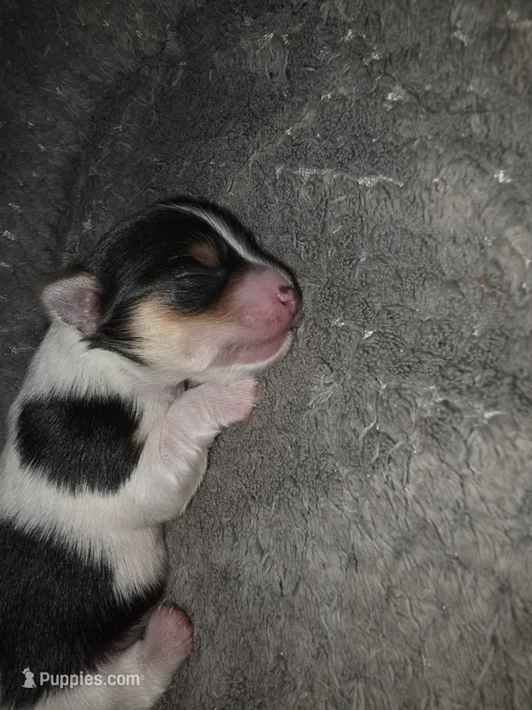 ABNERS BOY – Morkie puppy for sale in Bowling Green, KY