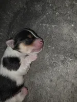 ABNERS BOY, a male Morkie for sale in Bowling Green, KY – 1 of 7