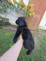 WILTON BLACK SCHNOODLE BOY, a male Schnoodle for sale in Bowling Green, KY – 5 of 9