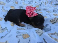 DIGBY LITTLE YORKIE BOY, a male Yorkshire Terrier for sale in Bowling Green, KY – 5 of 7