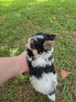 TINY ANDERS YORKIPOO, a male Yorkipoo for sale in Bowling Green, KY – 5 of 10