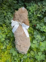 MARISOL CREAMY APRICOT, a female Poodle - Miniature  for sale in Bowling Green, KY – 10 of 10