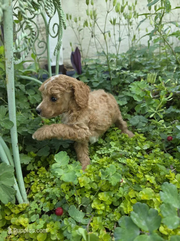 PARASOL LIGHT RED – Poodle - Miniature  puppy for sale in Bowling Green, KY