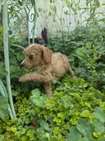 PARASOL LIGHT RED, a female Poodle - Miniature  for sale in Bowling Green, KY – 1 of 10