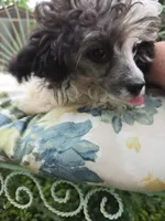 SILVER PARTI TOY GIRL, a female Poodle - Toy  for sale in Bowling Green, KY – 3 of 10