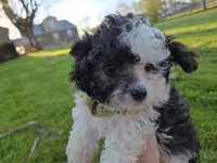 SILVER PARTI TOY GIRL, a female Poodle - Toy  for sale in Bowling Green, KY – Photo 7 of 7