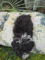 SILVER PARTI TOY GIRL, a female Poodle - Toy  for sale in Bowling Green, KY – 4 of 10