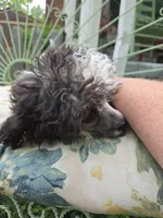 SILVER PARTI TOY GIRL, a female Poodle - Toy  for sale in Bowling Green, KY – 5 of 10