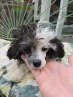 SILVER PARTI TOY GIRL, a female Poodle - Toy  for sale in Bowling Green, KY – 1 of 10