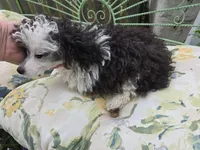 SILVER PARTI TOY GIRL, a female Poodle - Toy  for sale in Bowling Green, KY – 9 of 10