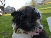 SILVER PARTI TOY GIRL, a female Poodle - Toy  for sale in Bowling Green, KY – Photo 5 of 7