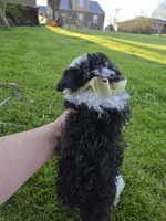 SILVER PARTI TOY GIRL, a female Poodle - Toy  for sale in Bowling Green, KY – Photo 2 of 7
