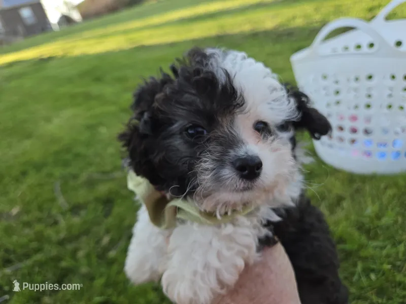 SILVER PARTI TOY GIRL – Poodle - Toy  puppy for sale in Bowling Green, KY