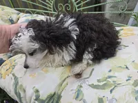 SILVER PARTI TOY GIRL, a female Poodle - Toy  for sale in Bowling Green, KY – 8 of 10