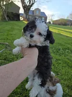 SILVER PARTI TOY GIRL, a female Poodle - Toy  for sale in Bowling Green, KY – Photo 3 of 7