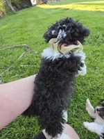 SILVER PARTI TOY GIRL, a female Poodle - Toy  for sale in Bowling Green, KY – Photo 6 of 7