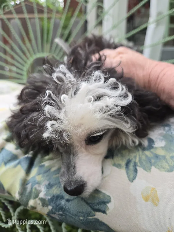 SILVER PARTI TOY GIRL – Poodle - Toy  puppy for sale in Bowling Green, KY