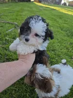 SILVER PARTI TOY GIRL, a female Poodle - Toy  for sale in Bowling Green, KY – Photo 4 of 7