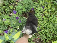 SILVER PARTI TOY GIRL, a female Poodle - Toy  for sale in Bowling Green, KY – 10 of 10