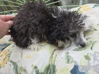 SILVER PARTI TOY GIRL, a female Poodle - Toy  for sale in Bowling Green, KY – 6 of 10