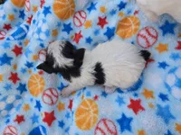 DANDY TINY TEACUP YORKIE MALE, a male Yorkshire Terrier for sale in Bowling Green, KY – 9 of 9