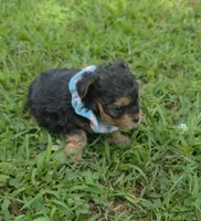 PADDEN YORKIPOO MALE, a male Yorkipoo for sale in Bowling Green, KY – 7 of 9
