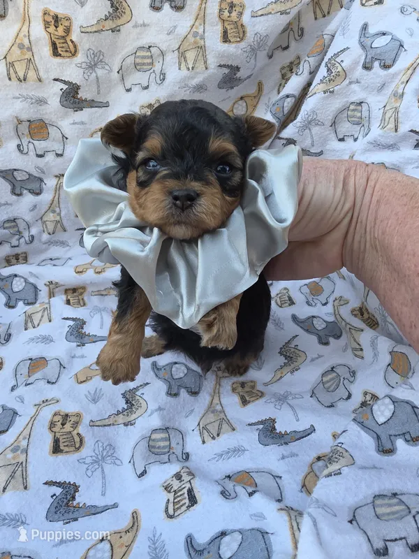 PADDEN YORKIPOO MALE – Yorkipoo puppy for sale in Bowling Green, KY
