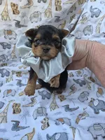 PADDEN YORKIPOO MALE, a male Yorkipoo for sale in Bowling Green, KY – 1 of 7