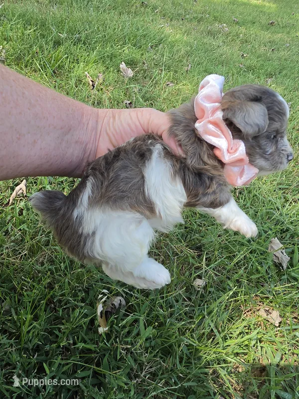 GRACE BLUE PARTI YORKIPOO – Yorkipoo puppy for sale in Bowling Green, KY