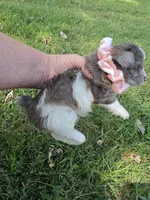 GRACE BLUE PARTI YORKIPOO, a female Yorkipoo for sale in Bowling Green, KY – 1 of 10