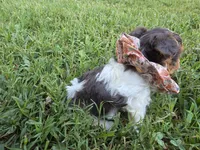 GREER TRI-COLORED MALE, a male Yorkipoo for sale in Bowling Green, KY – 5 of 8