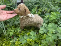 MARISOL CREAMY APRICOT, a female Poodle - Miniature  for sale in Bowling Green, KY – 7 of 10