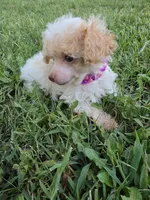KELLY TEACUP POODLE, a female Poodle - Toy  for sale in Bowling Green, KY – 9 of 10
