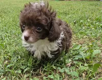 DAINTY TINY TEACUP GIRL, a female Poodle - Toy  for sale in Bowling Green, KY – 3 of 10