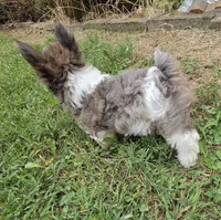 LOCK BLUE MERLE PARTI, a male Yorkipoo for sale in Bowling Green, KY – 7 of 10