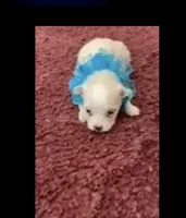 Shawn, a male Maltese for sale in Bowling Green, KY – 6 of 7