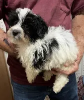 BANDIT YORKIPOO MIX, a male Yorkshire Terrier and Havapoo for sale in Bowling Green, KY – 3 of 5