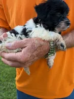 LITTLE SNIP HAVAPOO, a male Yorkshire Terrier and Havapoo for sale in Bowling Green, KY – 3 of 3