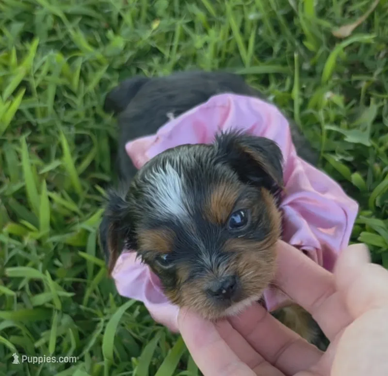 PAGEANT YORKIPOO GIRL – Yorkipoo puppy for sale in Bowling Green, KY