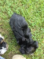PAISLEY YORKIPOO GIRL, a female Yorkipoo for sale in Bowling Green, KY – 2 of 8