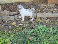 WINSLOW BLUE MERLE PARTI WITH 1 BLUE EYE, a male Schnoodle for sale in Bowling Green, KY – 10 of 10