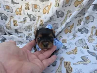 PATTEN YORKIPOO MALE, a male Yorkipoo for sale in Bowling Green, KY – 7 of 10