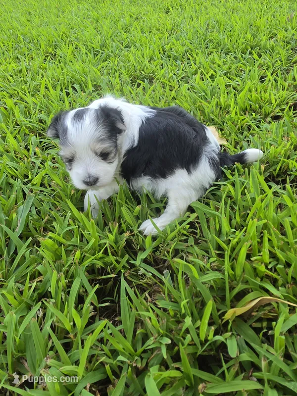 MORKIPOO TRI-COLORED – Poodle - Toy , Morkie puppy for sale in Bowling Green, KY