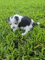 MORKIPOO TRI-COLORED, a male Poodle - Toy  and Morkie for sale in Bowling Green, KY – 1 of 10