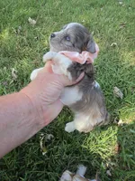 GRACE BLUE PARTI YORKIPOO, a female Yorkipoo for sale in Bowling Green, KY – 9 of 10